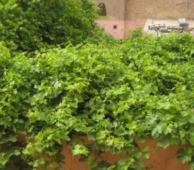 comprar Riad Marrakech Medina Otros sectores