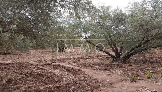 Terrain à vendre Terrain villa Marrakech Extérieur Route Amizmiz