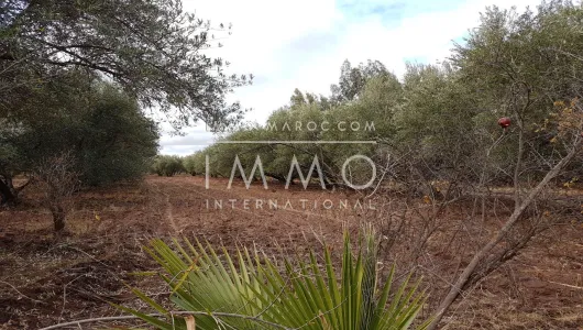 Terreno en venta Marrakech exterior del camino de campo Sidi Abdallah Ghiat