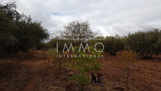 compra de tierras de cultivo Marrakech Exterior Ruta Sidi Abdallah Ghiat