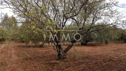 Venta Marrakech exterior del camino de campo Sidi Abdallah Ghiat