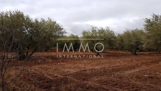 compra de tierras de cultivo Marrakech Exterior Ruta Sidi Abdallah Ghiat