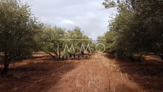 compra de tierras de cultivo Marrakech Exterior Ruta Sidi Abdallah Ghiat