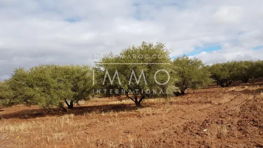 compra de tierras de cultivo Marrakech Exterior Ruta Sidi Abdallah Ghiat