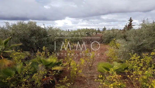 compra de tierras de cultivo Marrakech Exterior Ruta Sidi Abdallah Ghiat