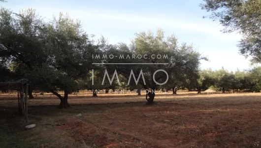 Land for sale Land villa Marrakech Golfs Al Maaden