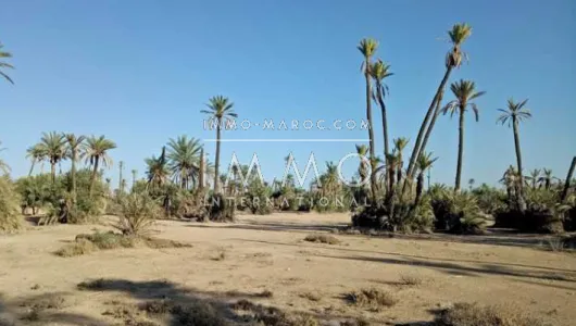 Land for sale Land villa Marrakech Palmeraie Circuit Palmeraie