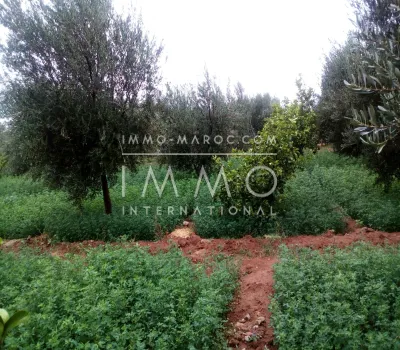 Venta casa marroquí Marrakech