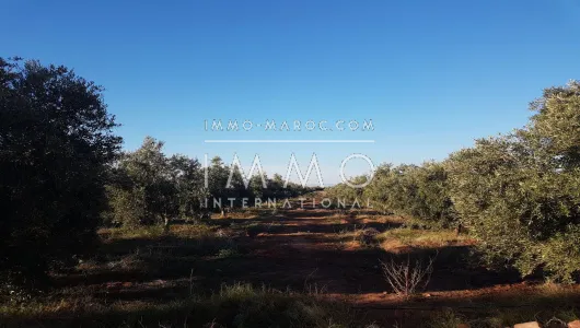 Land for sale Farm Marrakech Exterior Road Sidi Abdellah Ghiat