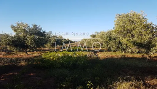 purchase ground Farm Marrakech Exterior Road Sidi Abdellah Ghiat