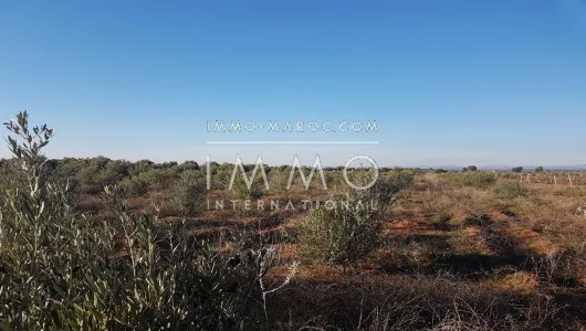 Land for sale Farm Marrakech Exterior Road Sidi Abdellah Ghiat