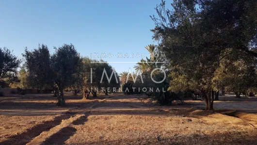 Terrain à vendre Terrain a lotir Marrakech Palmeraie Bab Atlas