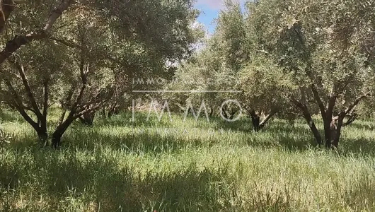 Terrain à vendre Terrain villa Marrakech Extérieur Route Ourika
