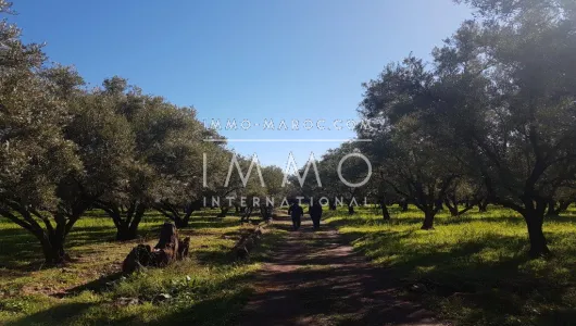 Terrain à vendre Terrain a lotir Marrakech Extérieur Route Ourika