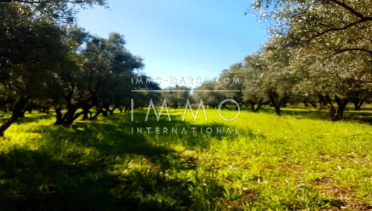 Terrain à vendre Terrain a lotir Marrakech Extérieur Route Ourika