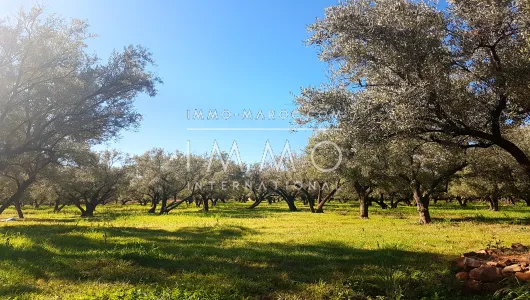 achat terrain Terrain villa Marrakech Extérieur Route Ourika