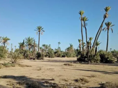 Terreno en venta Land villa Marrakech Palmeraie Circuit Palmeraie